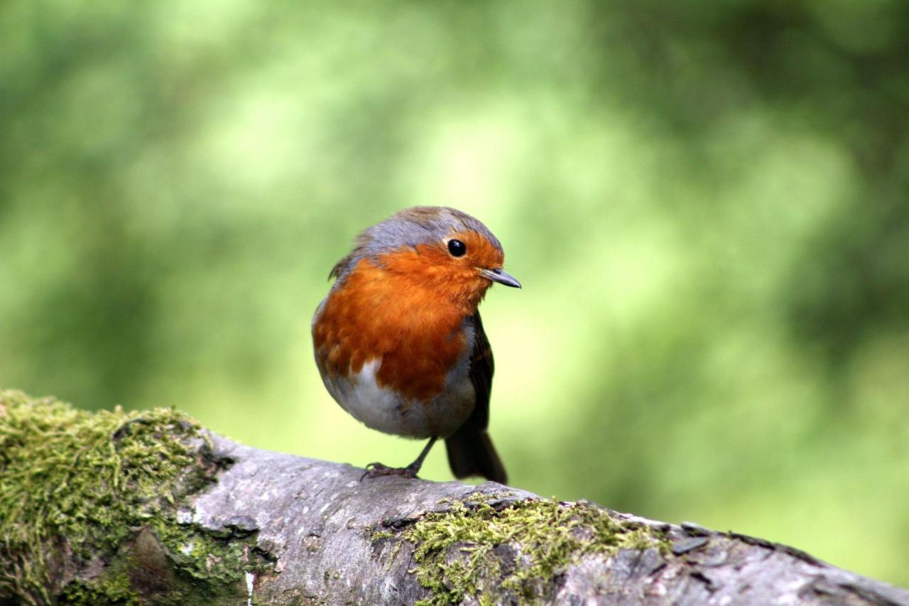 Vakantiehuis Vliegend Hert Veluwe Nunspeet Buitenkant foto