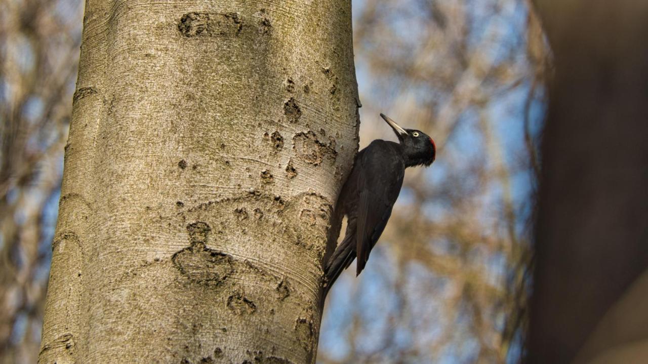 Vakantiehuis Vliegend Hert Veluwe Nunspeet Buitenkant foto