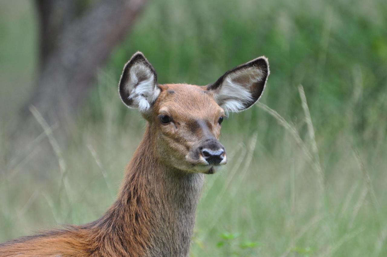 Vakantiehuis Vliegend Hert Veluwe Nunspeet Buitenkant foto
