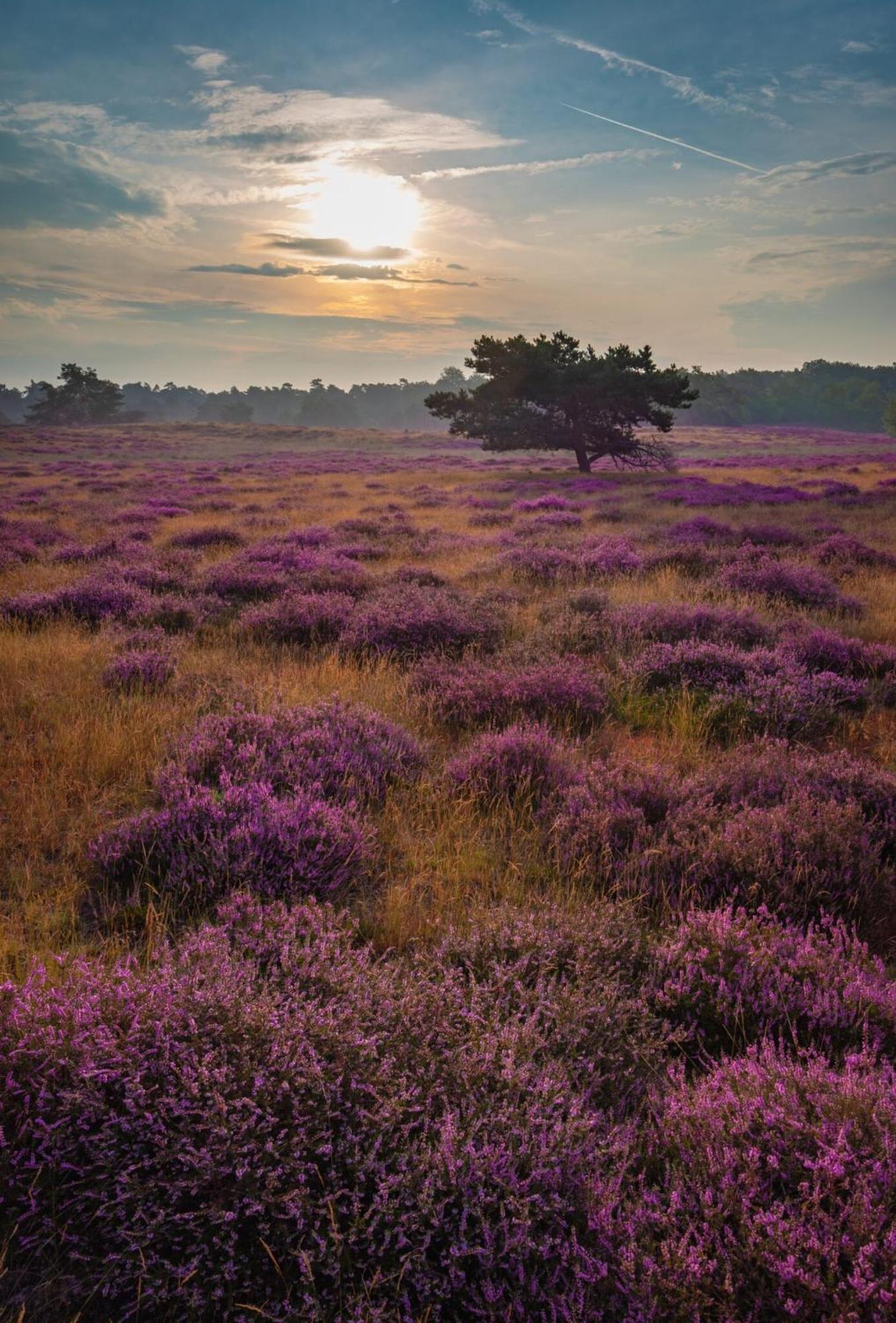Vakantiehuis Vliegend Hert Veluwe Nunspeet Buitenkant foto